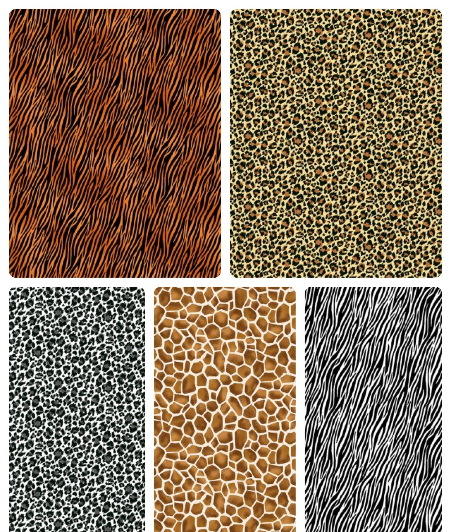 Makower Animal Printing 5 Piece Fat Quarter (1/4) Bundle